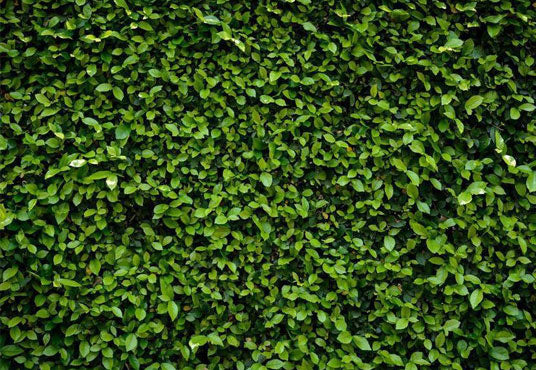 Toile de fond de printemps nature vert pelouse feuilles pour la photographie fond d'herbe
