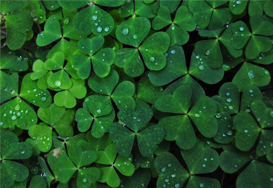 Toile de fond du jour de la Saint-Patrick feuilles pour la photographie de fête