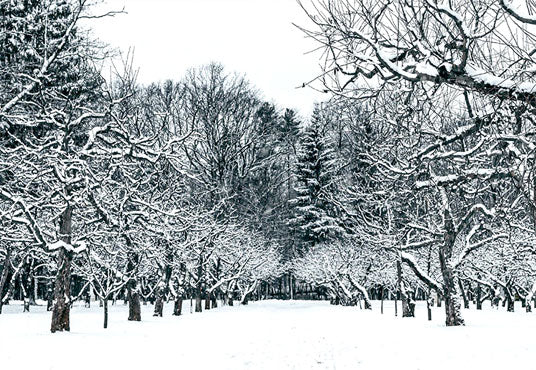 Toile de fond de photomaton d'arbre de forêt d'hiver de neige