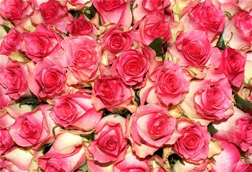 Toile de fond décors de fleurs roses pour la photographie