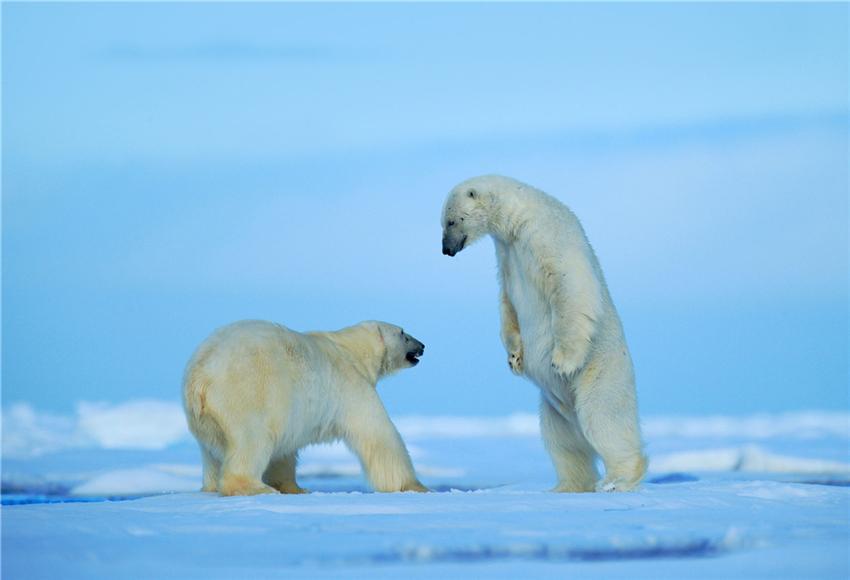 Toile de fond de photographie d'hiver d'ours polaire