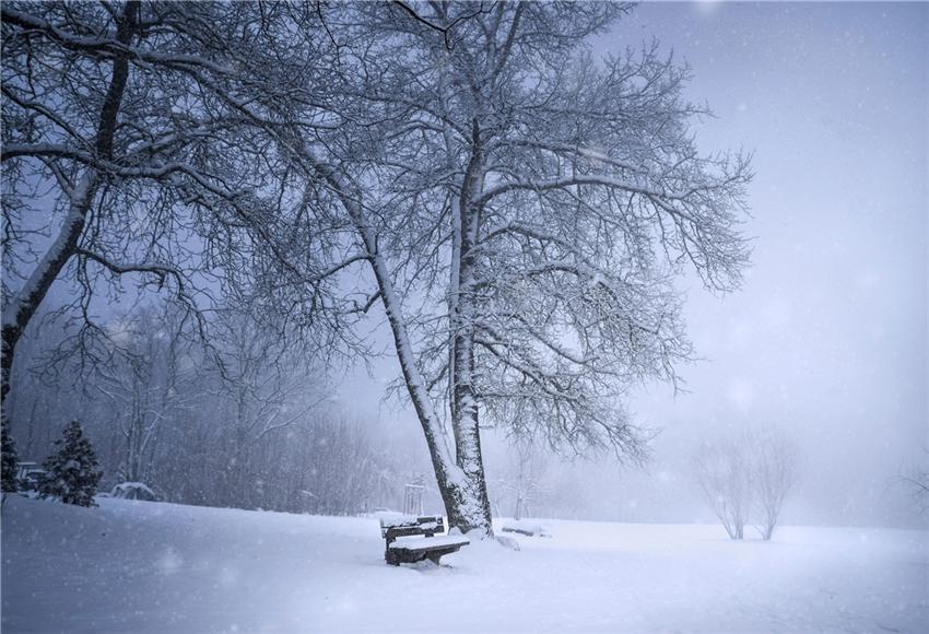 Toile de fond de couverture de neige brouillard d'arbre décors d'hiver