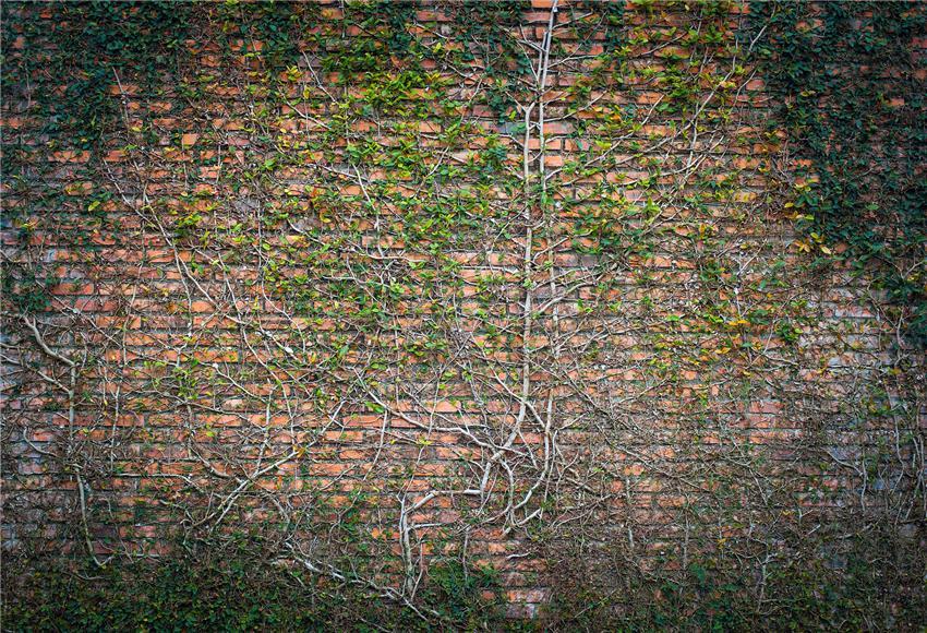 Toile de fond de mur de briques feuilles de printemps décors de photographie pour le studio