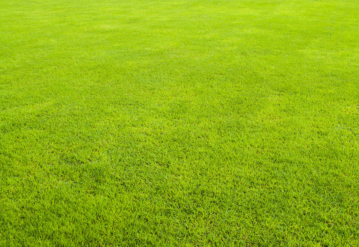 Toile de fond décors de photographie de motif vert abstrait