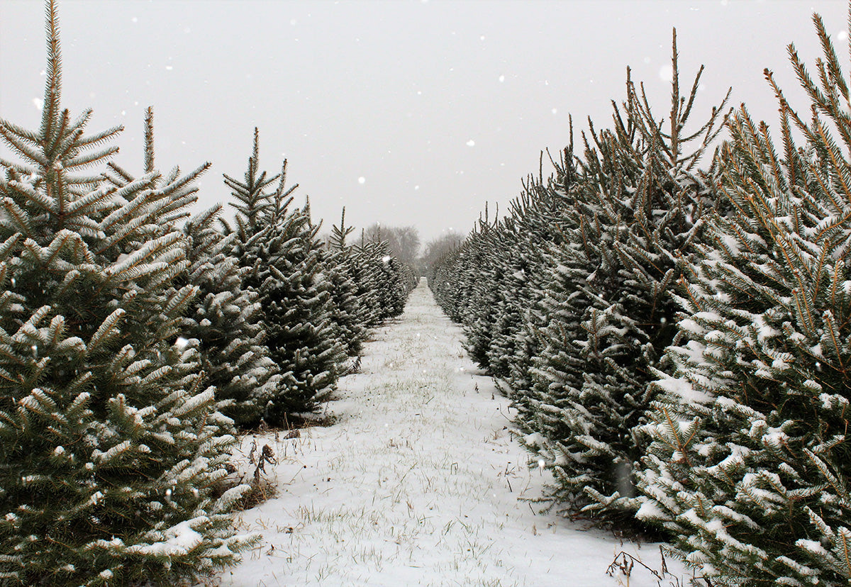 Toile de fond de forêt de pins de neige de Noël d'hiver pour la photographie