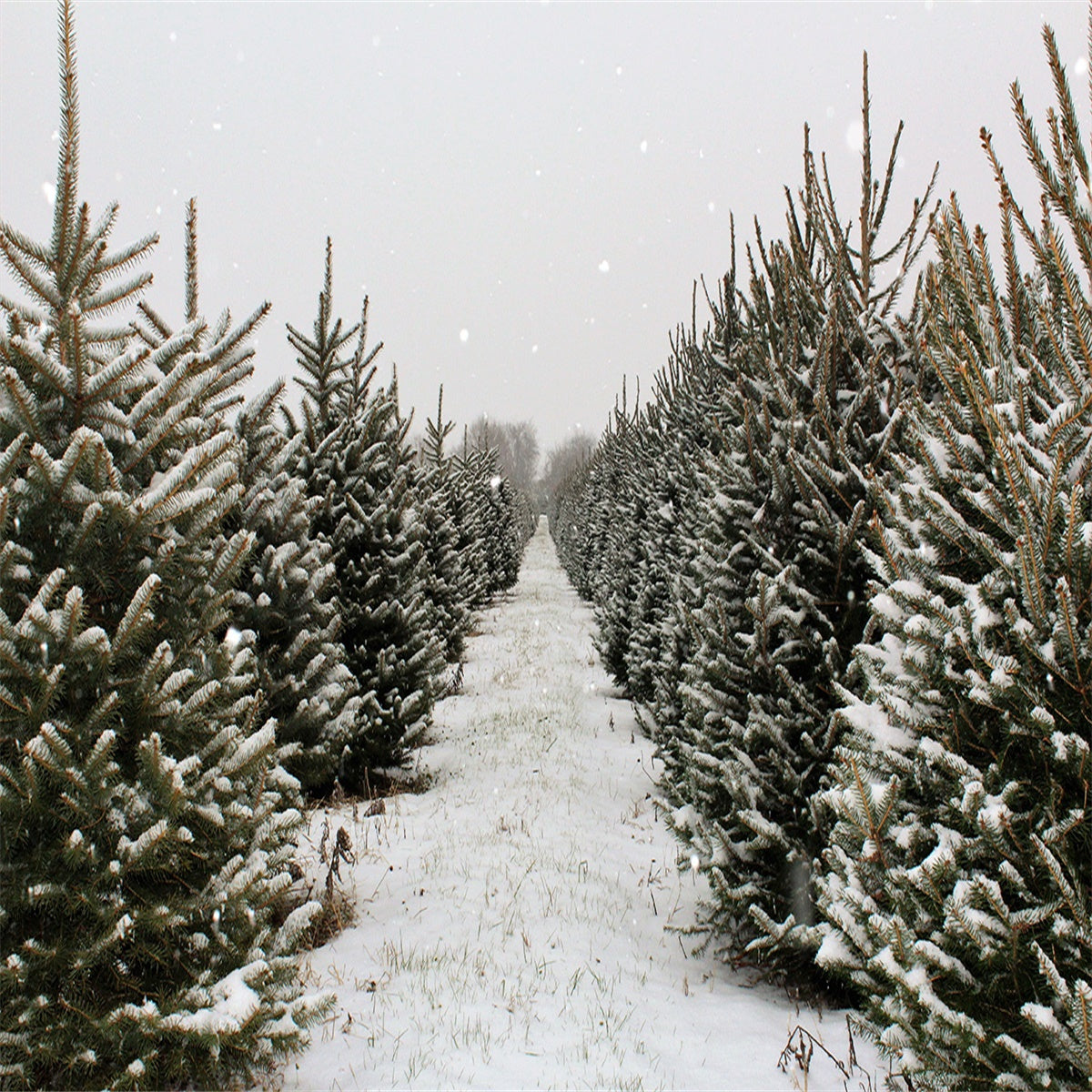 Toile de fond de forêt de pins de neige de Noël d'hiver pour la photographie