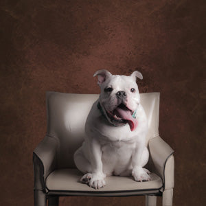 Toile de fond de photographie de portrait de grand maître marron pour le studio photo KH23679