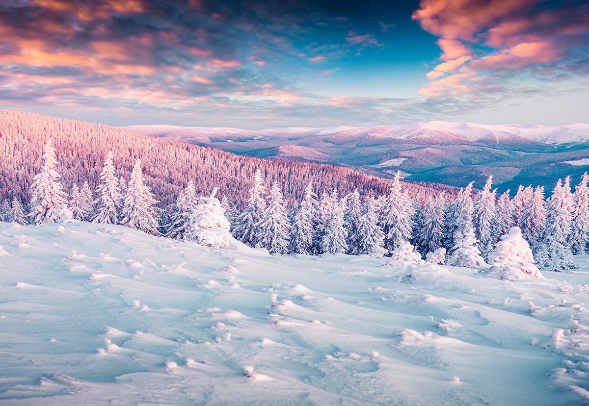 Toile de fond de forêt de couverture de neige d'hiver pour la photographie