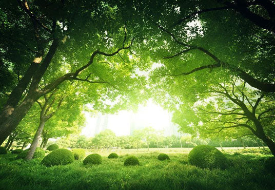 Toile de fond de vert grand arbre printemps feuilles vertes paysage d'herbe pour la photographie