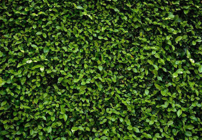 Toile de fond de printemps nature vert pelouse feuilles pour la photographie fond d'herbe