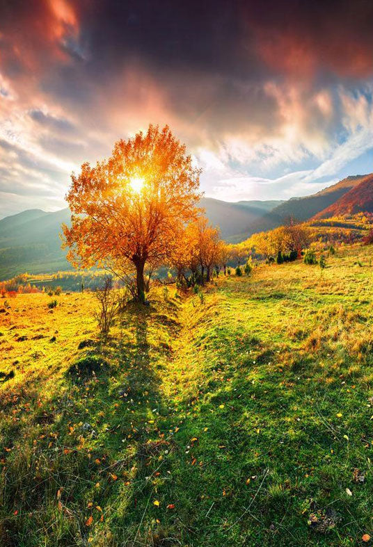 Toile de fond du soleil à travers l'arbre automne beau paysage photographie fond