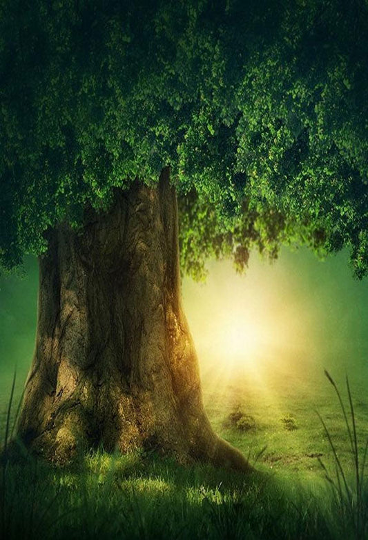 Toile de fond de conte de fées grand vieil arbre de soleil pour la photographie