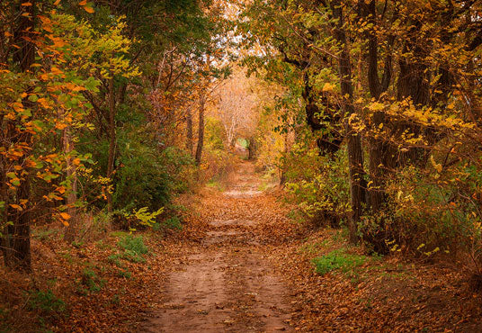 Toile de fond décors s de cabine photo de forêt d'automne pour la photographie