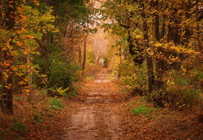 Toile de fond décors s de cabine photo de forêt d'automne pour la photographie