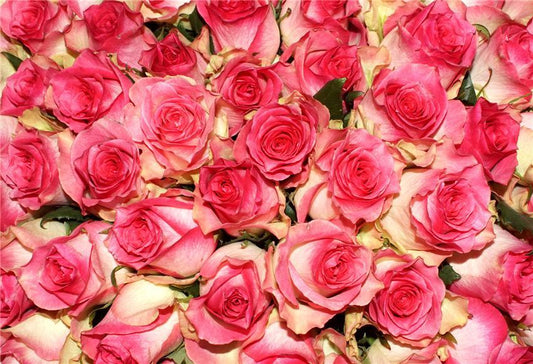 Toile de fond décors de fleurs roses pour la photographie