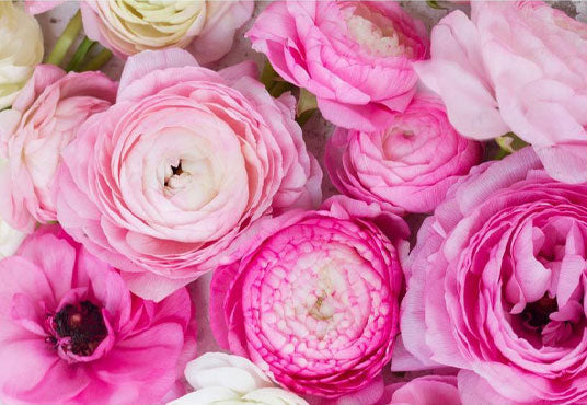 Toile de fond de belle de photographie de fleurs pour célébrer la fête des mères