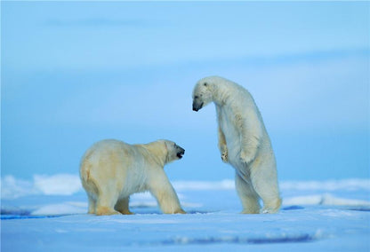 Toile de fond de photographie d'hiver d'ours polaire