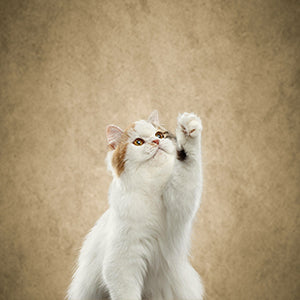 Toile de fond de portrait d'art abstrait marron et marron clair