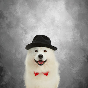 Toile de fond de portrait abstrait gris de noir pour la photographie