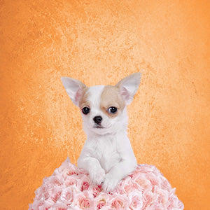 Toile de fond de studio de portrait abstrait orange foncé à contraste élevé pour la photographie K23250