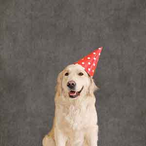 Toile de fond de portrait numérique gris abstrait pour la photographie K25468