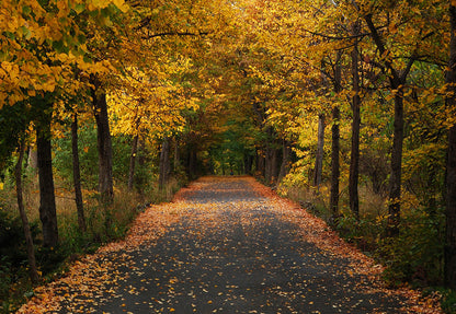 Toile de fond de forêt d'automne couverte de feuilles mortes