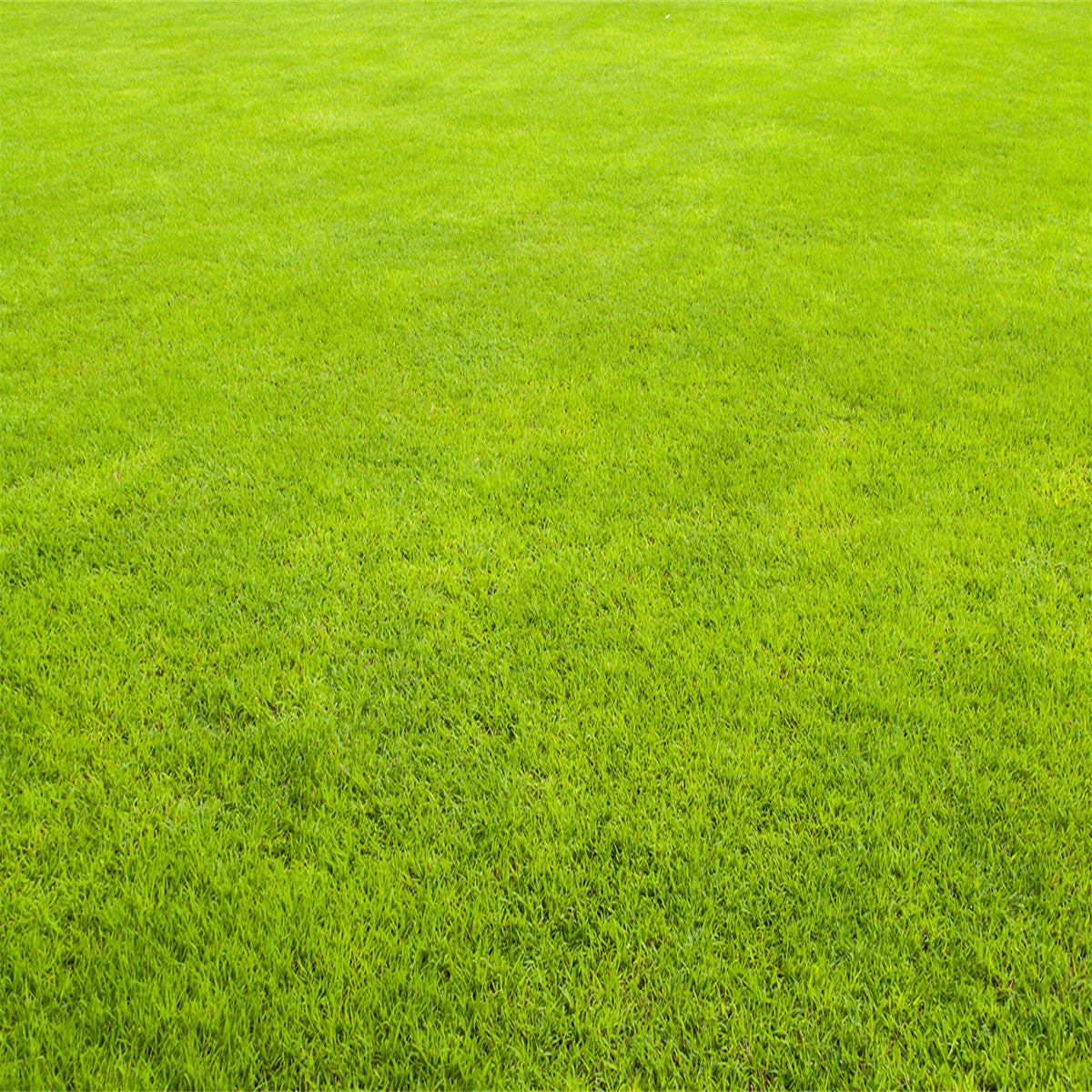 Toile de fond décors de photographie de motif vert abstrait