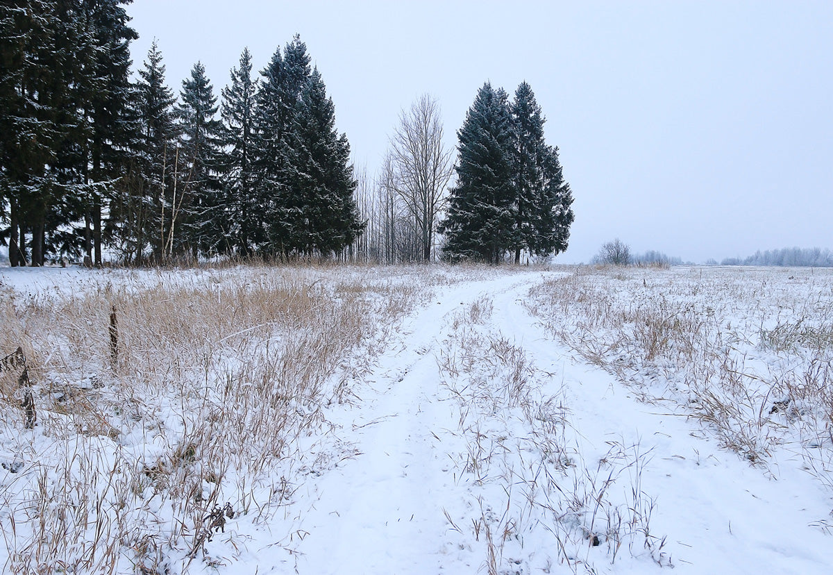 Toile de fond d'hiver pour la photographie pine Noël