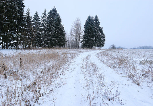 Toile de fond d'hiver pour la photographie pine Noël