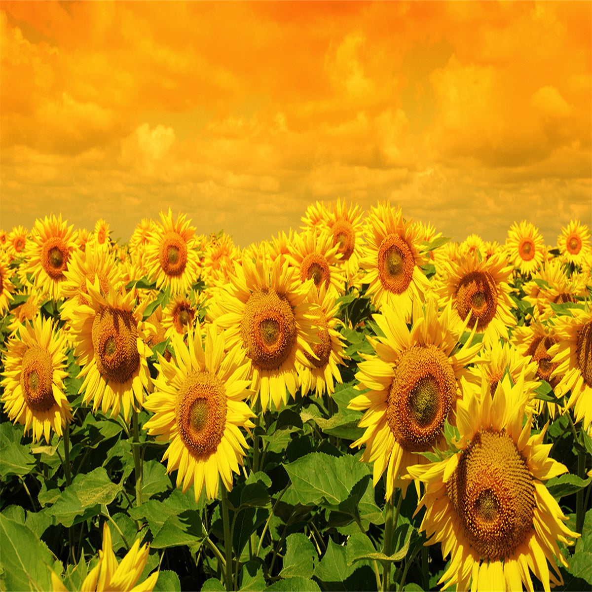 Toile de fond de tournesols nuage d'été pour le studio