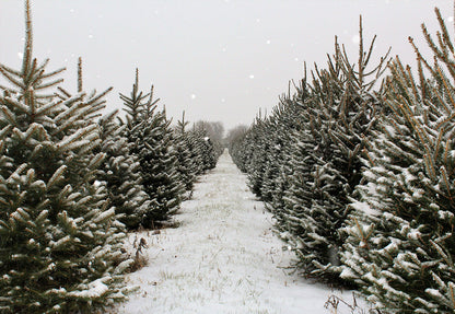 Toile de fond de forêt de pins de neige de Noël d'hiver pour la photographie
