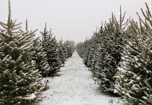 Toile de fond de forêt de pins de neige de Noël d'hiver pour la photographie