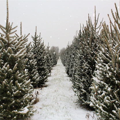 Toile de fond de forêt de pins de neige de Noël d'hiver pour la photographie