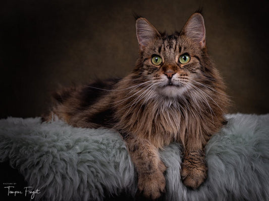 Toile de fond décors de studio photo abstrait vintage brun foncé