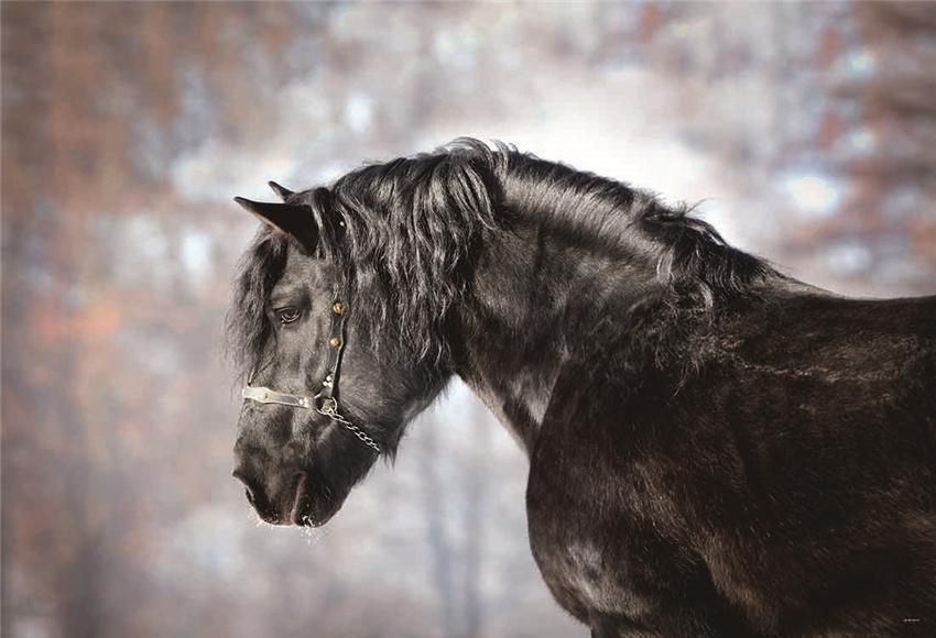 Toile de fond décors de photographie de cheval d'animaux d'automne