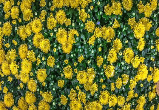 Toile de fond de feuilles vertes fleurs jaunes décors naturels
