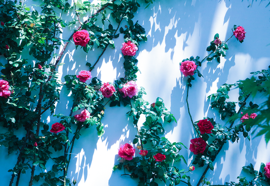 Toile de fond de lumière bleue naturelle rose floral printemps de photographie