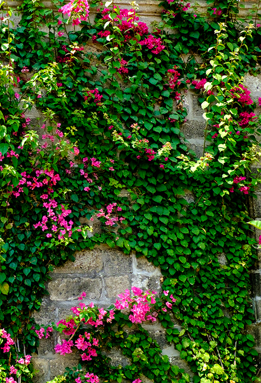 Toile de fond de maison en pierre avec feuilles vertes pour la photographie de printemps SBH0357