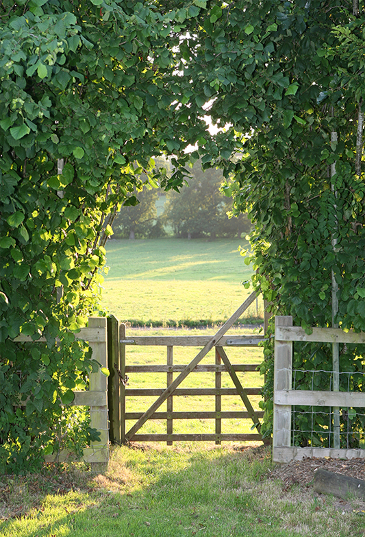 Toile de fond de jardin vert de soleil du soir pour photographie de printemps SBH0359