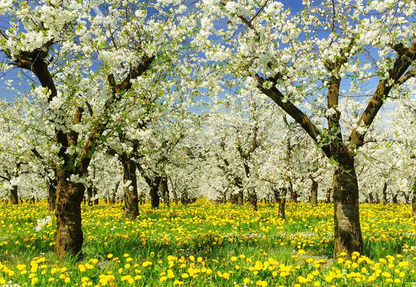 Toile de fond des fleurs de pommiers de printemps pour la photographie SBH0362