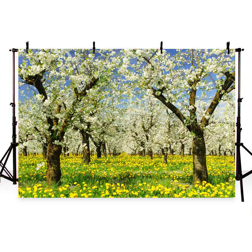 Toile de fond des fleurs de pommiers de printemps pour la photographie SBH0362