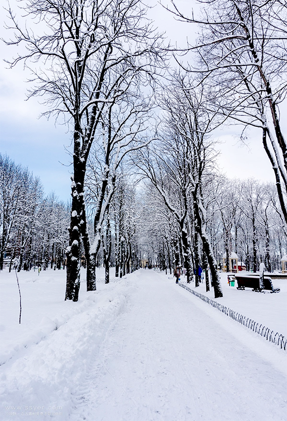 Toile de fond d'arbres de champ de neige d'hiver blanc pour le studio